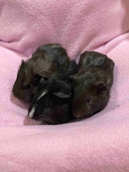 MORČATA, ZAKRSLÍ KRÁLÍCI - 2