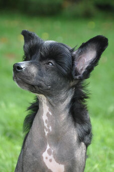 Čínský Chocholatý pes. Pejsek naháč  s PP - 2