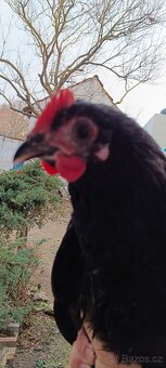 20.tydenni kohouti - 2