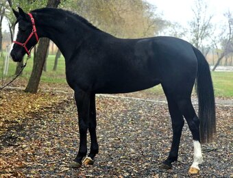 „Výjimečná černá mladá klisna na prodej.” - 2