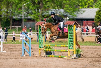 7letá klisna pony B do sportu - 2