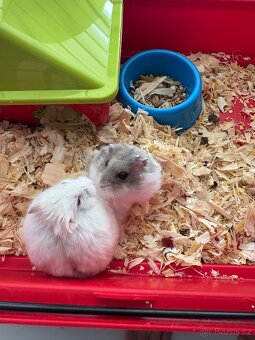 Křeček džungarský - 2