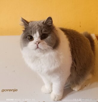 Britská koťata - 2