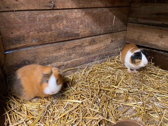 Dvě morčátka – samečci 🐹 (zvyklí spolu) - 2