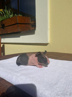 Morčata - prodej - 2