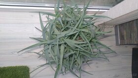 Aloe Vera - velká rostlina - 2