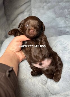 Maltipoo F1 Chocolate ‼️ 900€ / Graff - 2