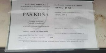 Predam kobylku shagia arab - 2