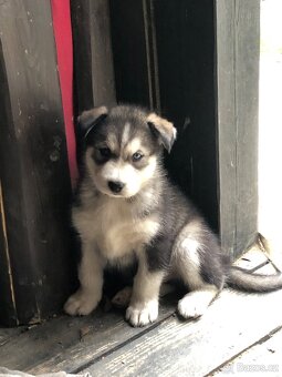 Sibiřský husky - 2
