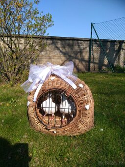 Stvatební holubi - 2