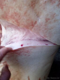 Vykrmené prasata - 2