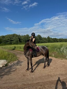 Perspektivní pony klisna do sportu - 2