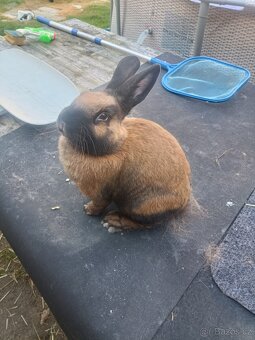 Durynský kralik - 2