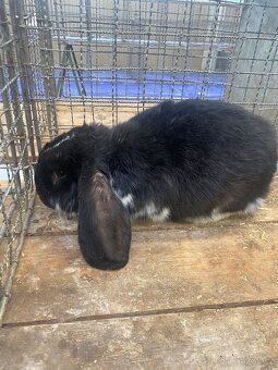 Francouzský beran - 2