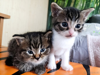 Mikulášská koťátka - 2