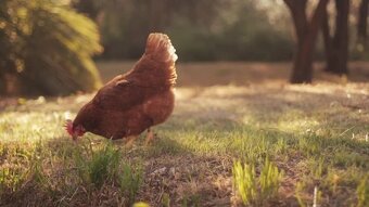 Slepice Kuřice Nosnice Dominanty 19 týdnů staré - 2