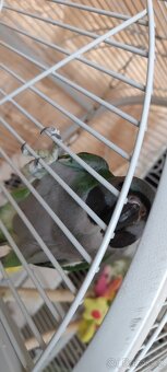 Alexandr čínský - 2