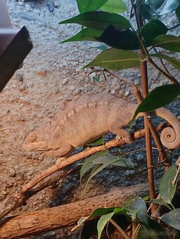 Chameleon pardálí - 2