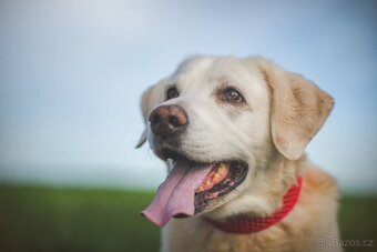 ZIGGY - Labrador 45 kg, 12 let - 2
