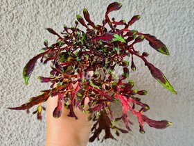 SEMENA Africká okrasná kopřiva Coleus - 2