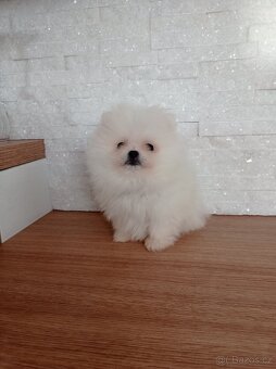 Pomeranian - 2