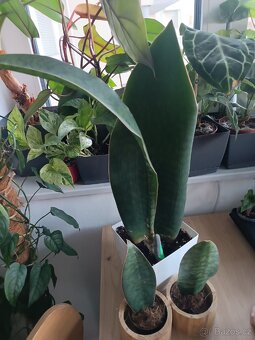 Sansevieria masoniana - 2