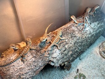 Agama Vousata - 2