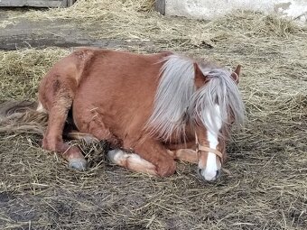 Klisnička Welsh pony, sekce B na prodej - 2