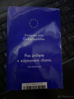 Jorkširský teriér mini štěně - 2