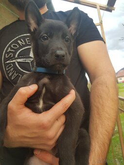 Belgický ovčák malinois - 2