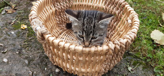 Darujeme kocourka - 2