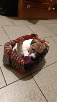 Prodám 2 fenky Jack Russell teriér bez PP - 2