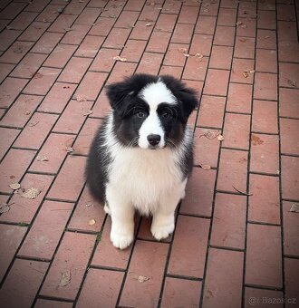 Australský ovčák s PP - 2