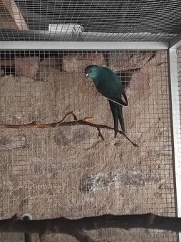 Kakariki Rudočelý par - 2