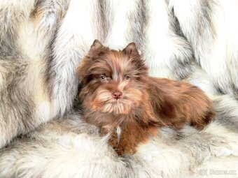 Jorkšírský teriér - 2