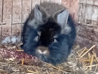 zakrslí králíčci - 2