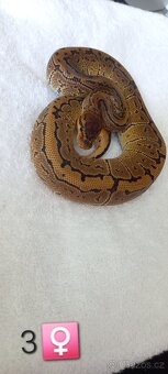 Krajta Královská - 2