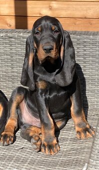 Black and Tan Coonhound s PP FCI - 2