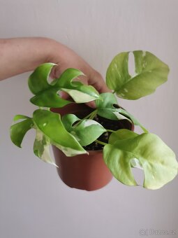 Rhaphidophora tetrasperma variegata - monstera minima var. - 2