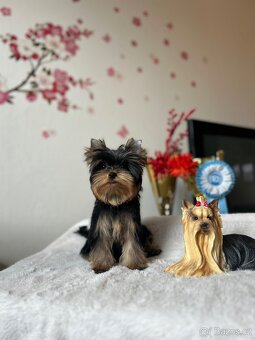Yorkshire terrier, jork, jorkšírsky terier s PP - 2