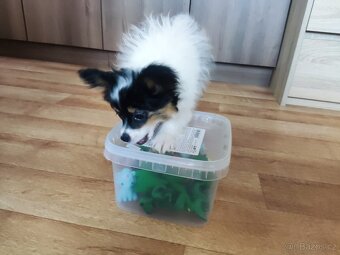 Papillon s PP - 2