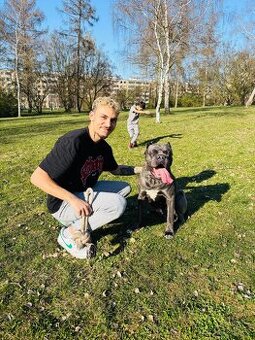 Cane Corso Ke Krytí s PP - 2