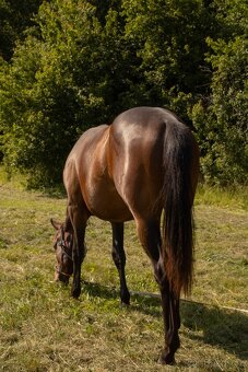 Paint horse hřebec - 2