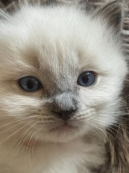 Ragdoll nádnehné koťátko bez PP - 2