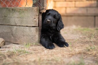 Poslední dva kluci flat coated retrievera s PP, k okamžitému - 2