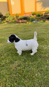 Štěňata Jack Russell teriér s PP - 2