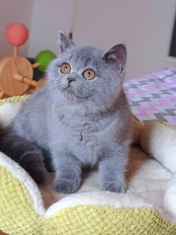 Britská modrá koťata s PP - 2