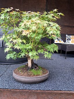 Bonsaj,bonsai Javor - 2