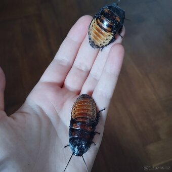 Šváb madagaskarský syčivý - Gromphadorhina portentosa - 2