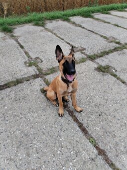 Štěně Belgický ovčák malinois - 2